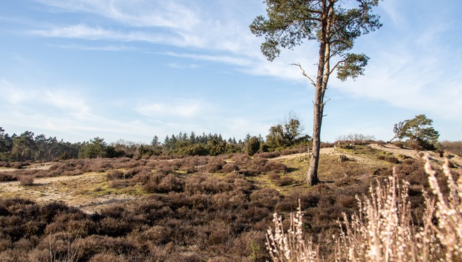 soesterduinen